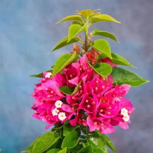 Set of 2 Pixie Pink Bougainvillea Live Plants – 4-6