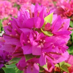Set of 2 Pixie Pink Bougainvillea Live Plants – 4-6