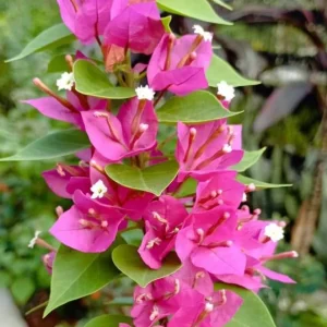 Set of 2 Pixie Pink Bougainvillea Live Plants – 4-6