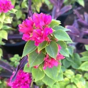Set of 2 Pixie Pink Bougainvillea Live Plants – 4-6