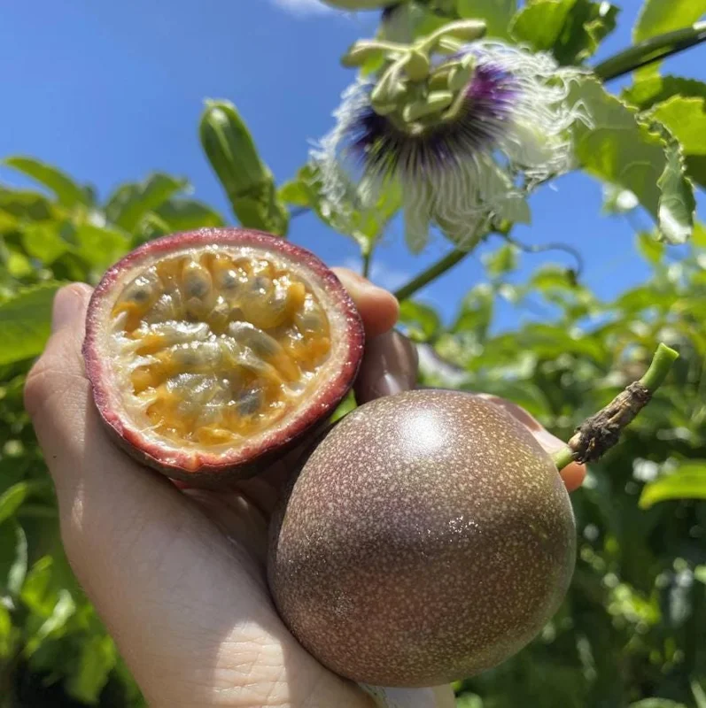 Set of 2 Purple Passionfruit Live Plants - 4-6" Tall - Self-Pollinating Vine - Outdoor - Image 1