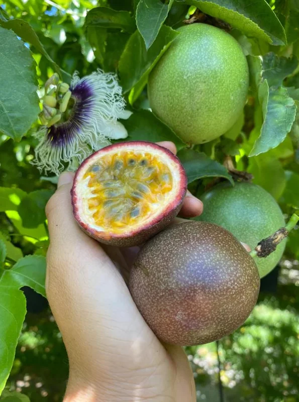 Set of 2 Purple Passionfruit Live Plants - 4-6" Tall - Self-Pollinating Vine - Outdoor - Image 3