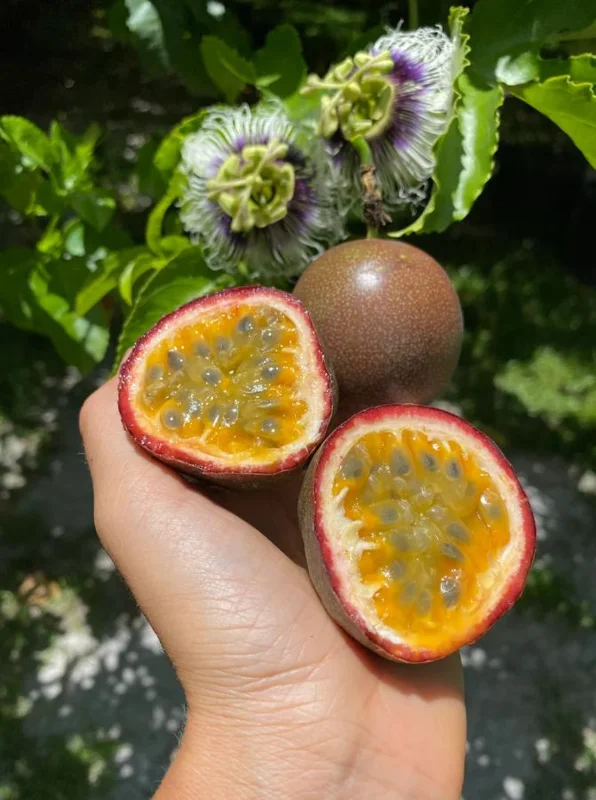 Set of 2 Purple Passionfruit Live Plants - 4-6" Tall - Self-Pollinating Vine - Outdoor - Image 5