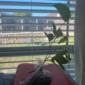 Set of 2 Purple Passionfruit Live Plants - 4-6