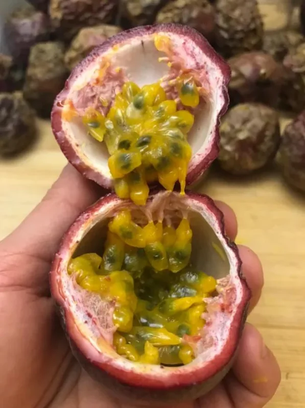 Set of 2 Purple Passionfruit Live Plants - 4-6" Tall - Self-Pollinating Vine - Outdoor - Image 8