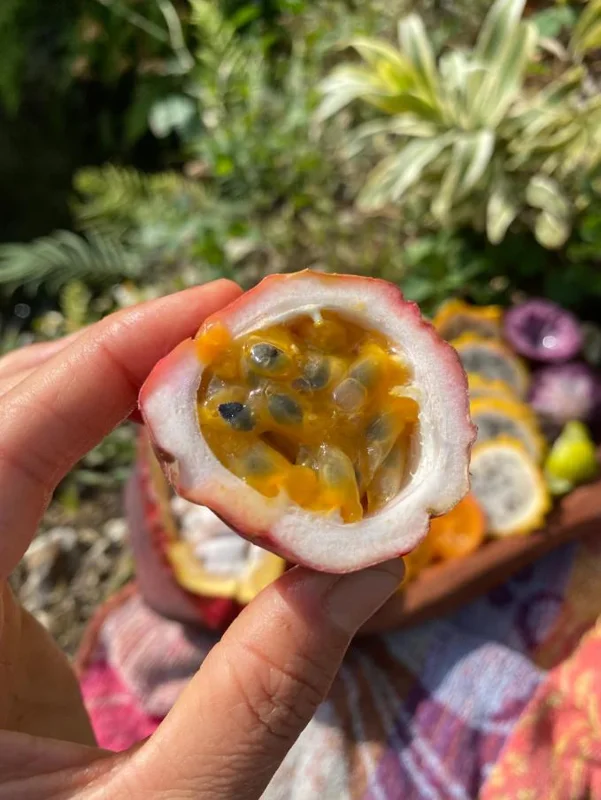 Set of 2 Purple Passionfruit Live Plants - 4-6" Tall - Self-Pollinating Vine - Outdoor - Image 9