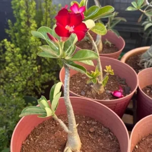 Set of 2 Red Desert Rose Live Plant - 4-6