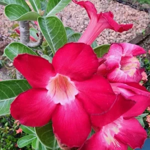 Set of 2 Red Desert Rose Live Plant - 4-6