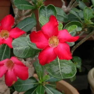 Set of 2 Red Desert Rose Live Plant - 4-6