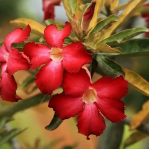 Set of 2 Red Desert Rose Live Plant - 4-6