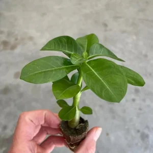 Set of 2 Red Desert Rose Live Plant - 4-6