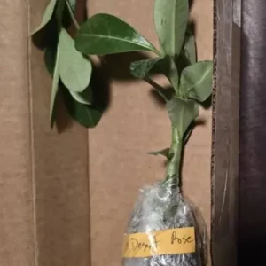 Set of 2 Red Desert Rose Live Plant - 4-6