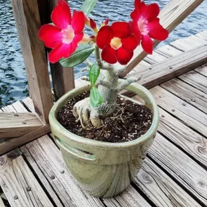 Set of 2 Red Desert Rose Live Plant - 4-6