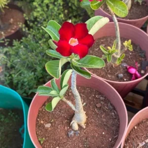 Set of 2 Red Desert Rose Live Plant - 4-6