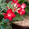 Set of 2 Red Desert Rose Live Plant - 4-6" Tall Adenium Obesum - Indoor/Outdoor Flower - Image 1