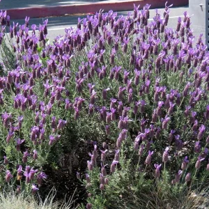 Set of 2 Spanish Eyes Lavender Live Plants - 4-6" Tall - Fragrant Perennial Flowers - Image 2