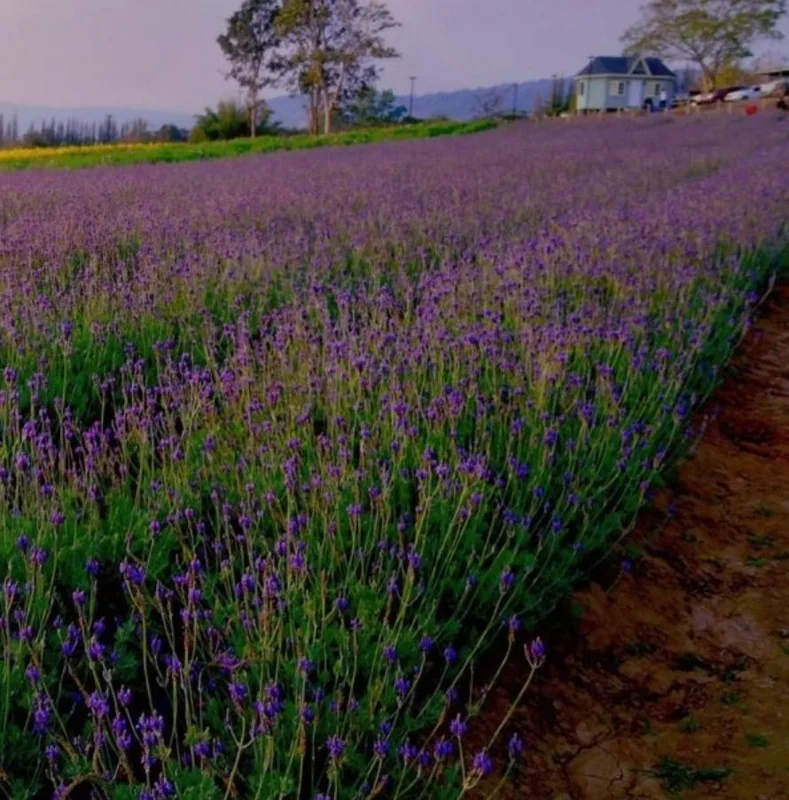 Set of 2 Spanish Eyes Lavender Live Plants – 4-6" Tall Bare Root Perennial Flowers – Indoor/Outdoor - Image 1