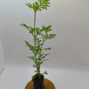 Set of 2 Spanish Eyes Lavender Live Plants - 4-6