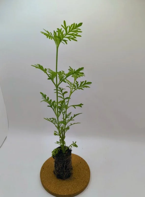 Set of 2 Spanish Eyes Lavender Live Plants - 4-6" Tall - Fragrant Perennial Flowers - Image 5