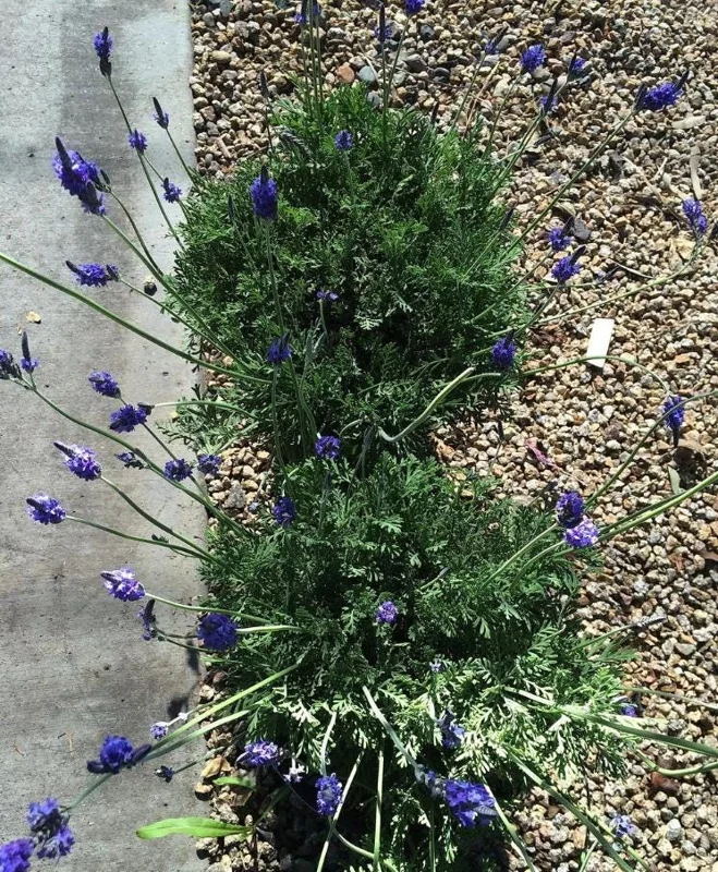 Set of 2 Spanish Eyes Lavender Live Plants - 4-6" Tall - Fragrant Perennial Flowers - Image 6