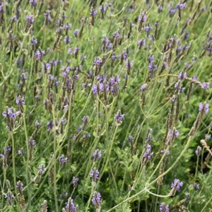 Set of 2 Spanish Eyes Lavender Live Plants – 4-6