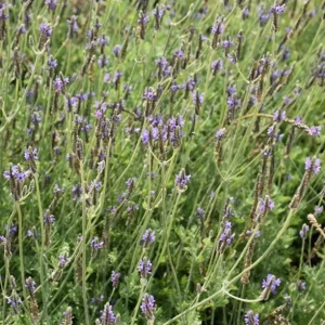 Set of 2 Spanish Eyes Lavender Live Plants - 4-6