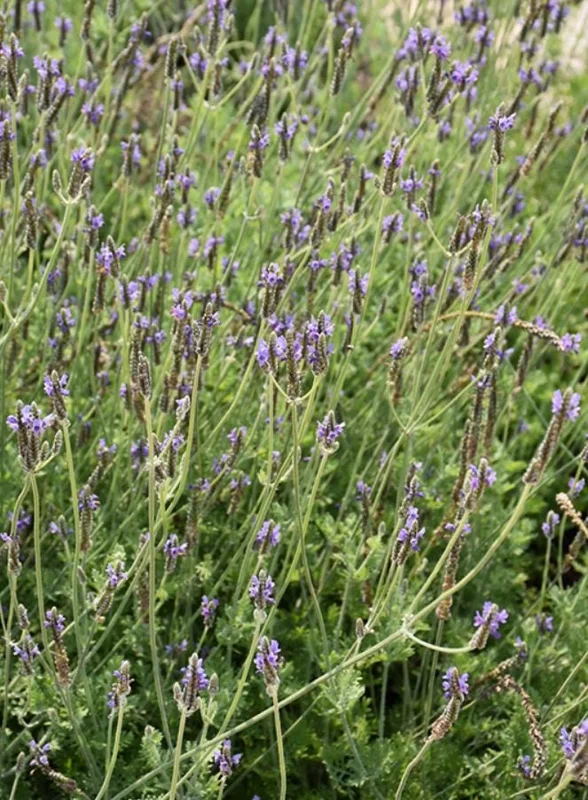 Set of 2 Spanish Eyes Lavender Live Plants - 4-6" Tall - Fragrant Perennial Flowers - Image 7