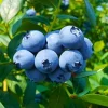 Set of 2 Sunshine Blueberry Live Plants - 4-6" Tall - Pollinator Friendly Fruit Bush - Outdoor - Image 1