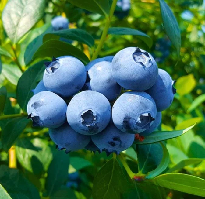 Set of 2 Sunshine Blueberry Live Plants - 4-6" Tall - Pollinator Friendly Fruit Bush - Outdoor - Image 1