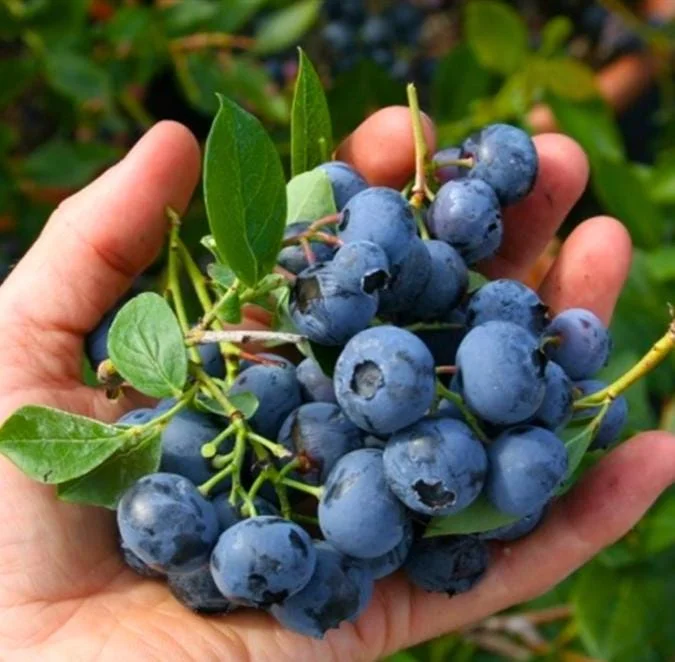 Set of 2 Sunshine Blueberry Live Plants - 4-6" Tall - Pollinator Friendly Fruit Bush - Outdoor - Image 2