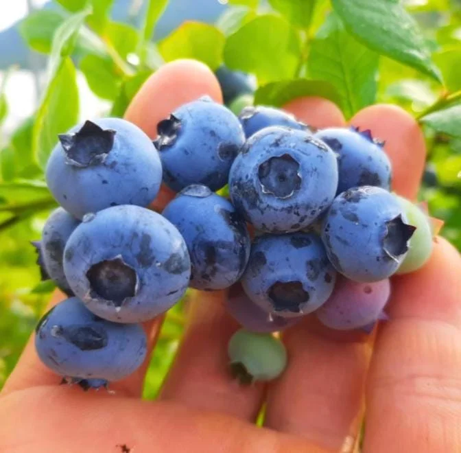 Set of 2 Sunshine Blueberry Live Plants - 4-6" Tall - Pollinator Friendly Fruit Bush - Outdoor - Image 3