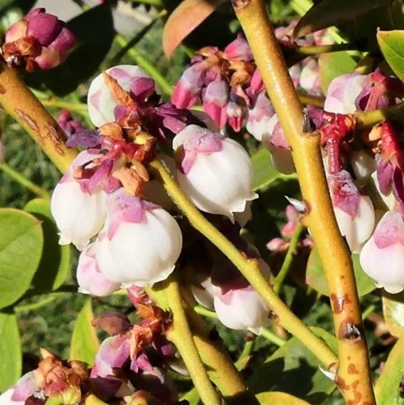 Set of 2 Sunshine Blueberry Live Plants - 4-6" Tall - Pollinator Friendly Fruit Bush - Outdoor - Image 4