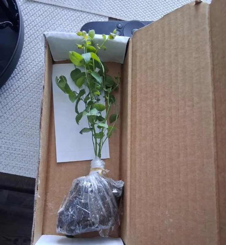 Set of 2 Sunshine Blueberry Live Plants - 4-6" Tall - Pollinator Friendly Fruit Bush - Outdoor - Image 7