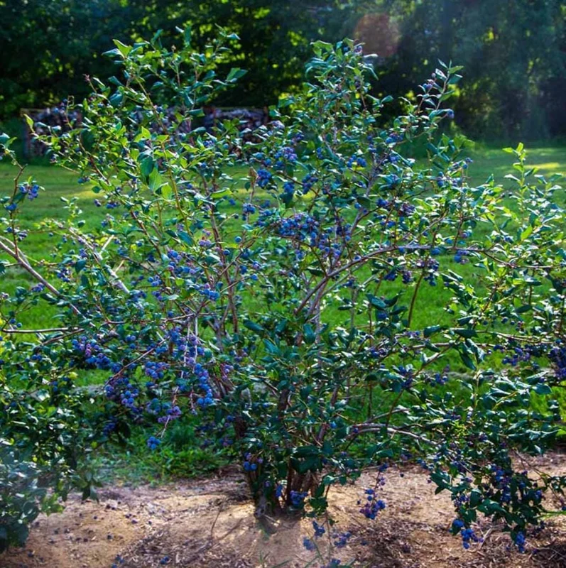 Set of 2 Sunshine Blueberry Live Plants - 4-6" Tall - Pollinator Friendly Fruit Bush - Outdoor - Image 9