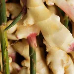 Set of 2 Thai Ginger Live Plants (Alpinia galanga) – 4-8