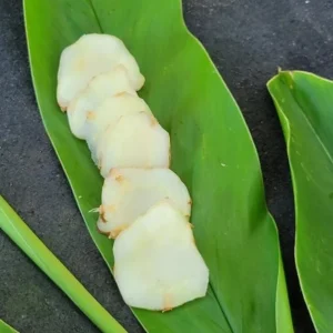 Set of 2 Thai Ginger Live Plants (Alpinia galanga) – 4-8