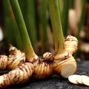 Set of 2 Thai Ginger Live Plants (Alpinia galanga) – 4-8