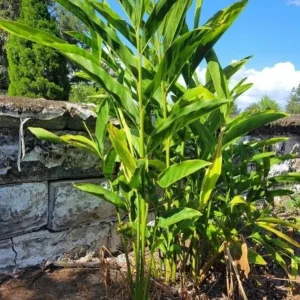 Set of 2 Thai Ginger Live Plants (Alpinia galanga) – 4-8