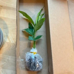 Set of 2 Thai Ginger Live Plants (Alpinia galanga) – 4-8