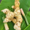 Set of 2 Thai Ginger Live Plants (Alpinia galanga) – 4-8" Tall – Edible Culinary - Image 1