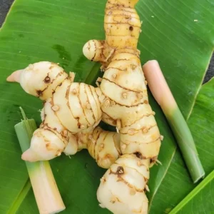 Set of 2 Thai Ginger Live Plants (Alpinia galanga) – 4-8