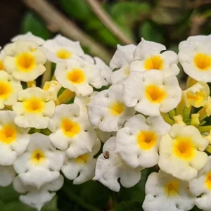 Set of 2 Trailing White Lantana Live Plants (Lantana montevidensis) - 4-6