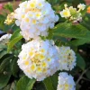 Set of 2 Trailing White Lantana Live Plants (Lantana montevidensis) - 4-6" Tall Groundcover - Image 1
