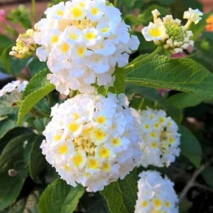 Set of 2 Trailing White Lantana Live Plants (Lantana montevidensis) - 4-6