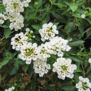Set of 2 Trailing White Lantana Live Plants (Lantana montevidensis) - 4-6
