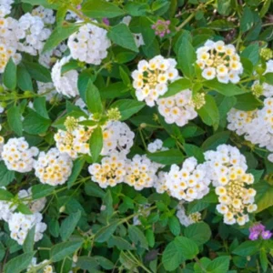 Set of 2 Trailing White Lantana Live Plants (Lantana montevidensis) - 4-6