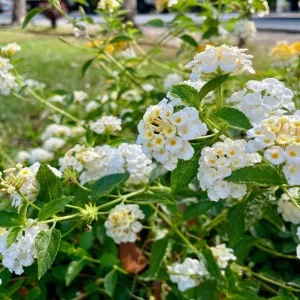 Set of 2 Trailing White Lantana Live Plants (Lantana montevidensis) - 4-6