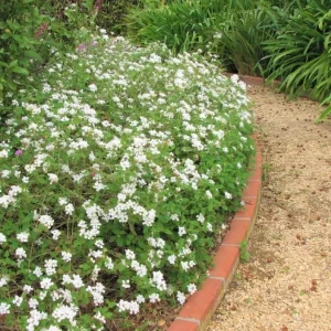 Set of 2 Trailing White Lantana Live Plants (Lantana montevidensis) - 4-6