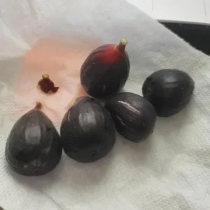 Set of 2 Violette de Bordeaux Fig Live Plants – 4-6 inch Tall Starter – Cold Hardy Edible Fruit - Image 10