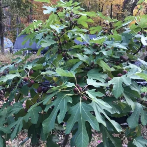 Set of 2 Violette de Bordeaux Fig Live Plants – 4-6 inch Tall Starter – Cold Hardy Edible Fruit - Image 2